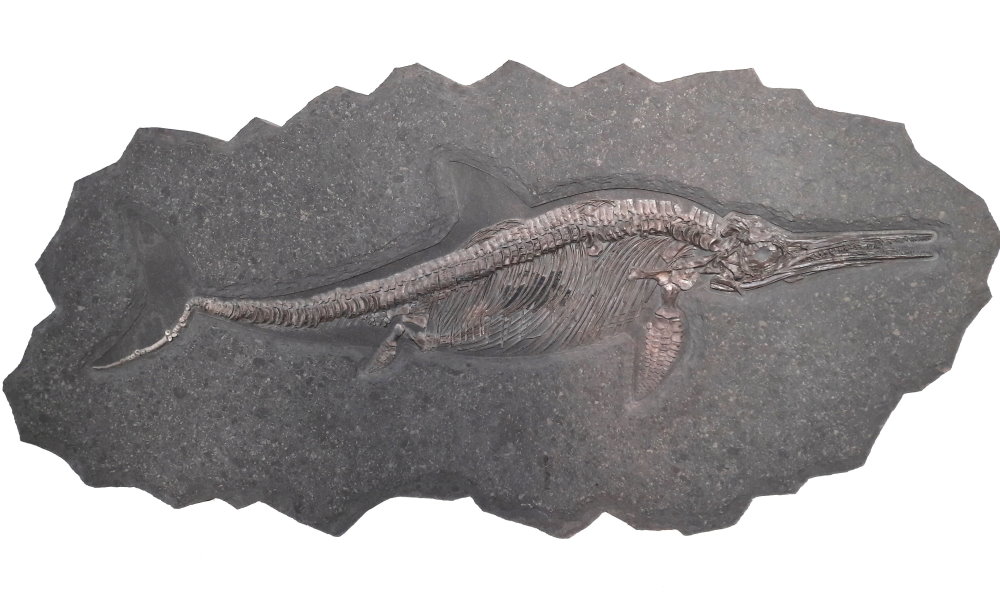 Result_Ichthyosaurus_4 Result_Ichthyosaurus_4